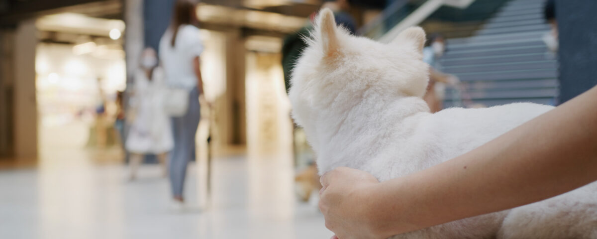 Pamplona con mascota: guía para viajar con perro y alojarte en un hostal pet friendly