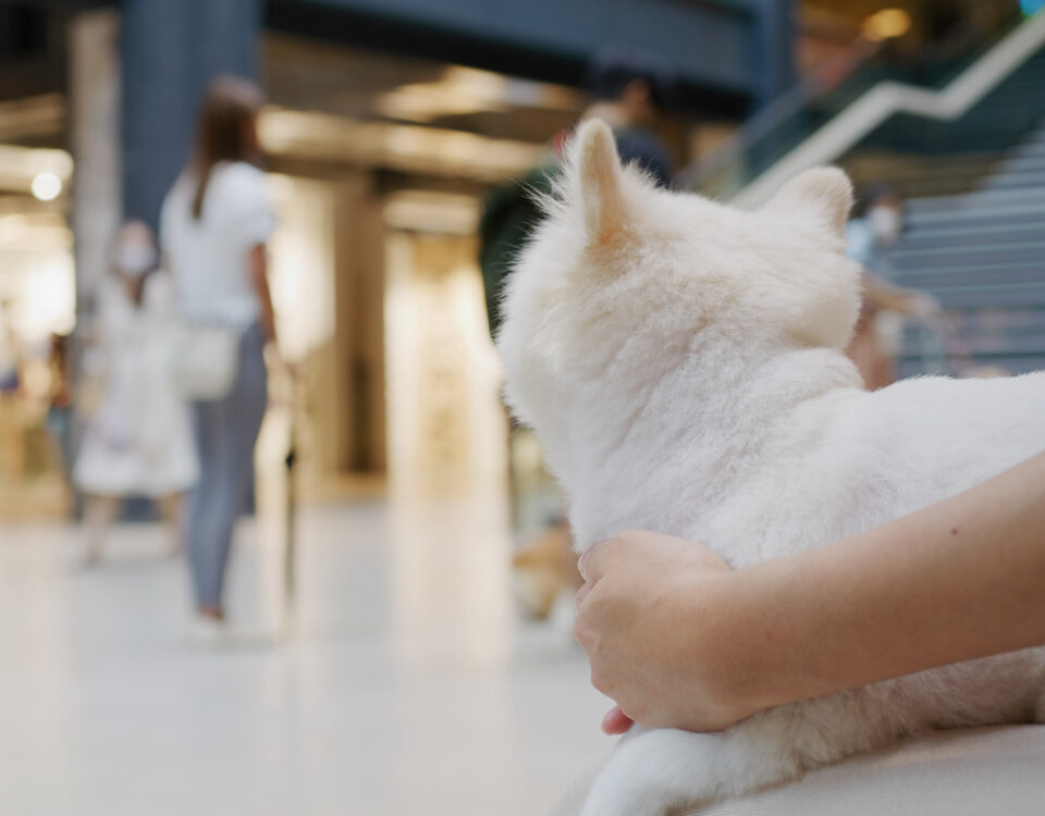 Pamplona con mascota: guía para viajar con perro y alojarte en un hostal pet friendly