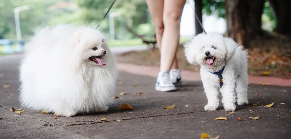 Pamplona con mascota alojamiento - Pamplona con mascota: como viajar con tu perro y donde alojarte