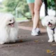 Pamplona con mascota alojamiento - Pamplona con mascota: como viajar con tu perro y donde alojarte