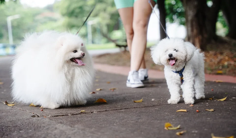 Pamplona con mascota alojamiento - Pamplona con mascota: como viajar con tu perro y donde alojarte